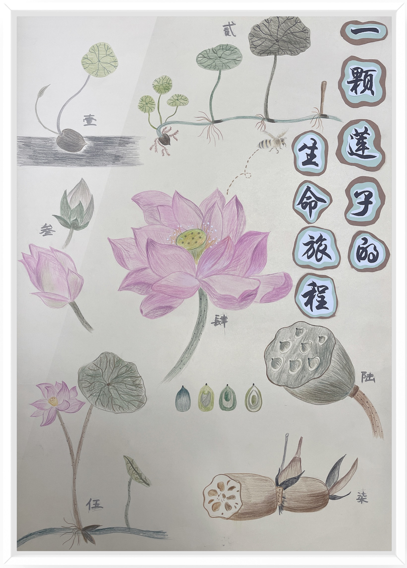 《一颗莲子的生命旅程》（作者：朱水铮、吴梦霁、张婷）.png